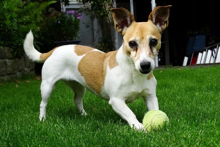 Jack Russell brincando com uma bolinha