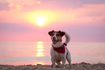 Jack Russell na praia