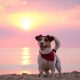 Jack Russell na praia