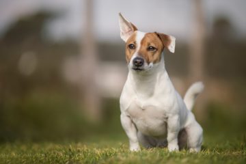 Jack Russell Terrier