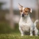 Jack Russell Terrier