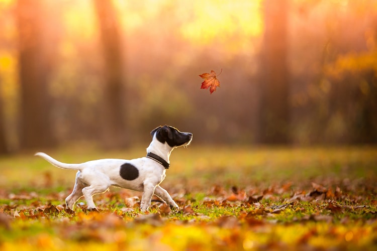 Jack Russell Terrier branco