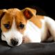 Jack Russell Terrier filhote