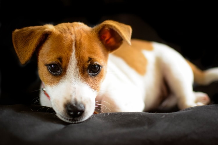 Jack Russell Terrier filhote