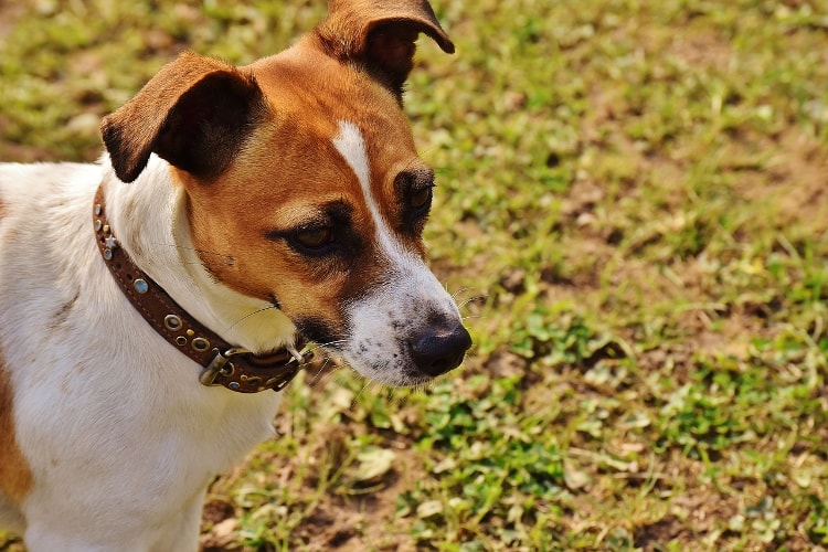 Jack Russell Terrier preço