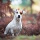 Jack Russell Terrier sentado