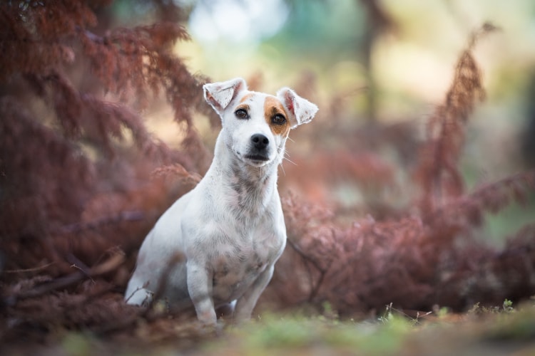 Jack Russell Terrier sentado