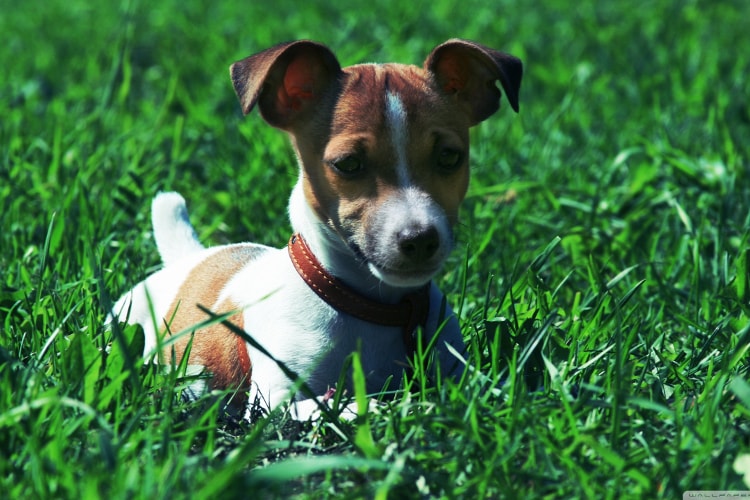 Raça Jack Russell Terrier