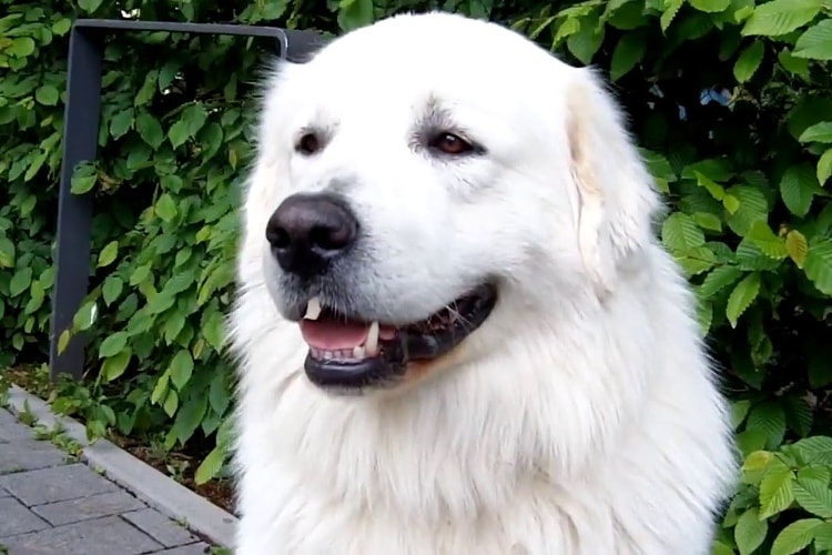 Kuvasz branco