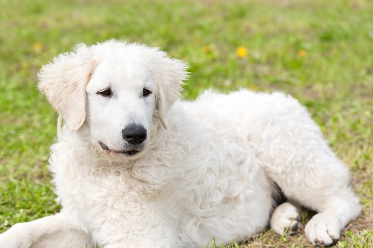 Kuvasz deitado na grama