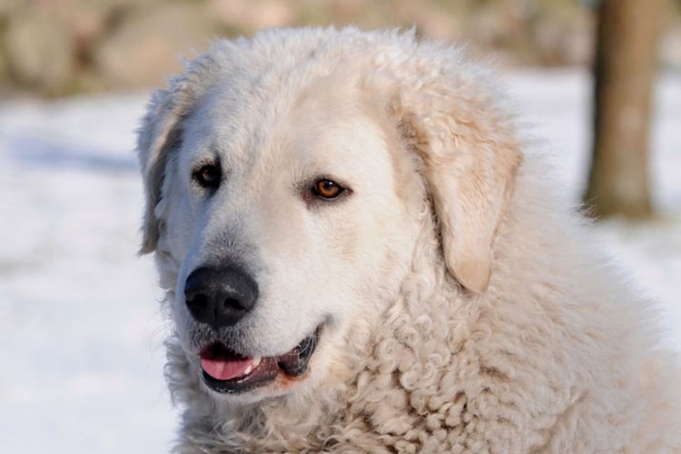 Kuvasz na neve