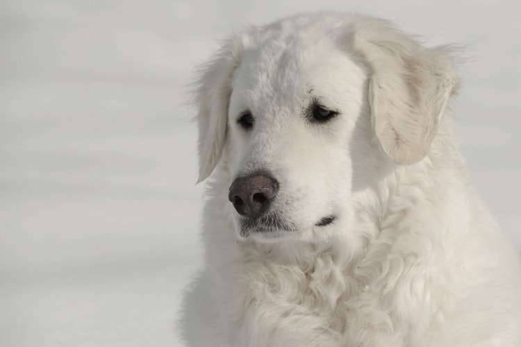 Kuvasz