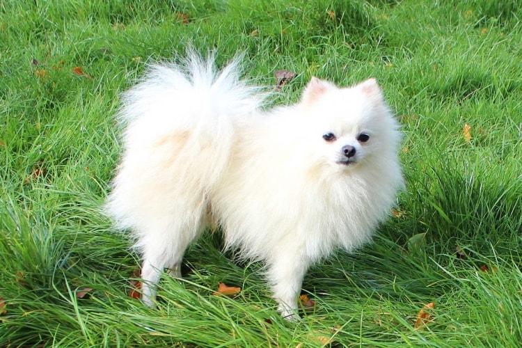 Lulu da Pomerânia branco na grama