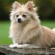 Lulu da Pomerânia deitado