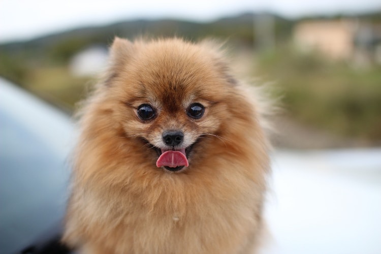 Lulu da Pomerânia língua pra fora