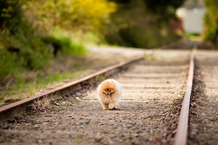 Lulu da Pomerânia anão trilho trem