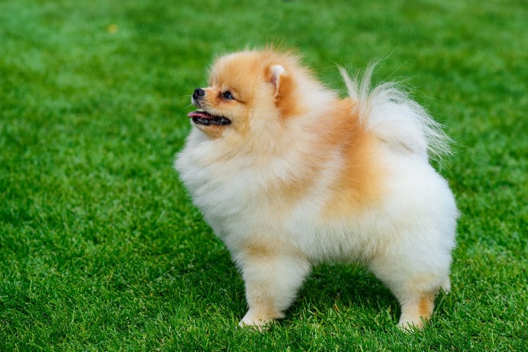 Lulu da Pomerânia em pé na grama