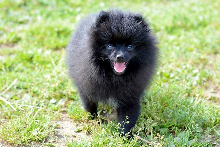 Lulu da Pomerânia em preto