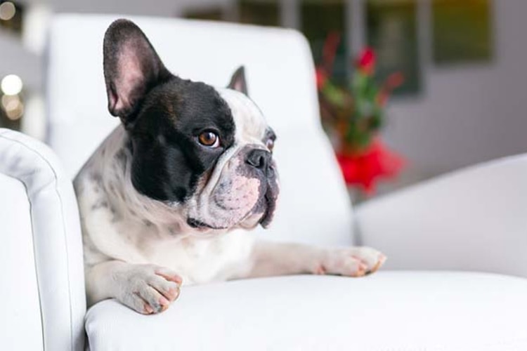 Cachorro preto e branco em um sofá branco