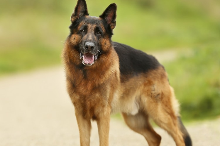 8 fatos sobre cachorros pastores catalães - SERTÃO ALERTA