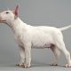 Perfil Bull Terrier