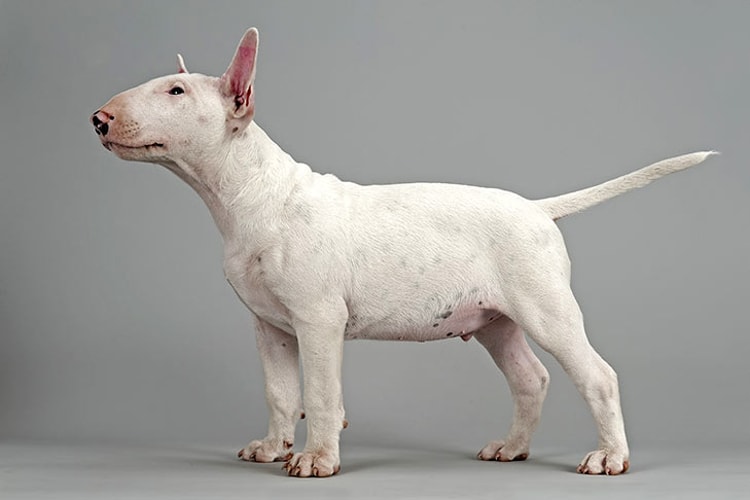 Perfil Bull Terrier