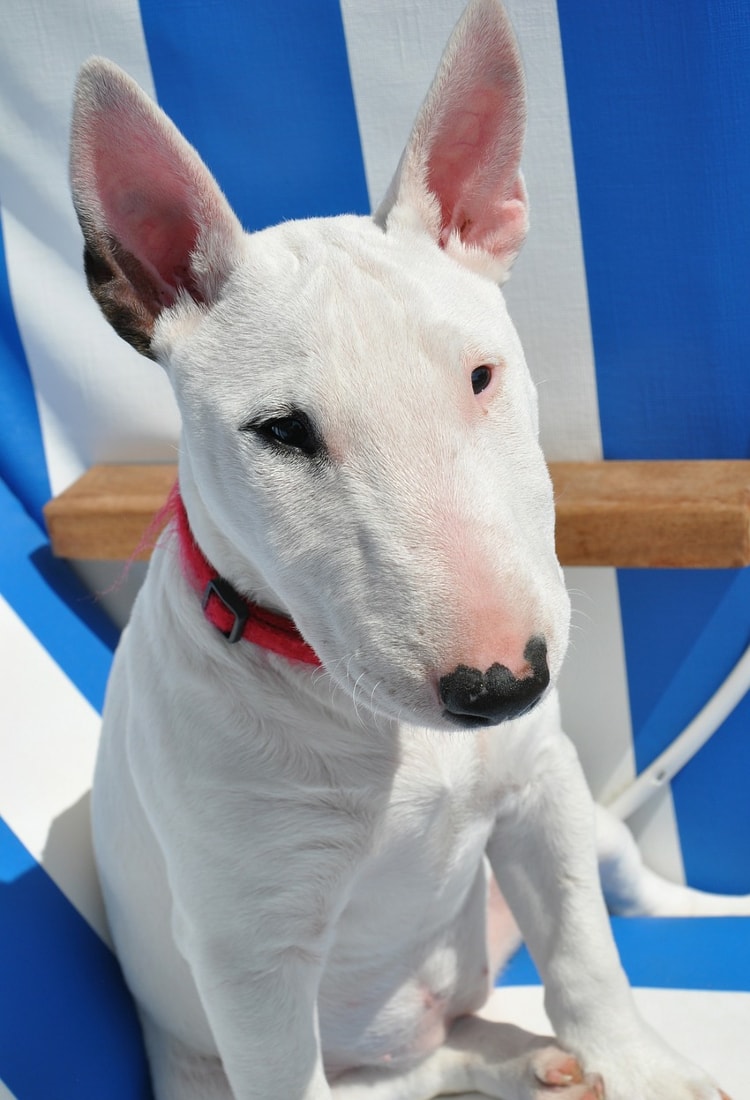 Personalidade do Bull Terrier