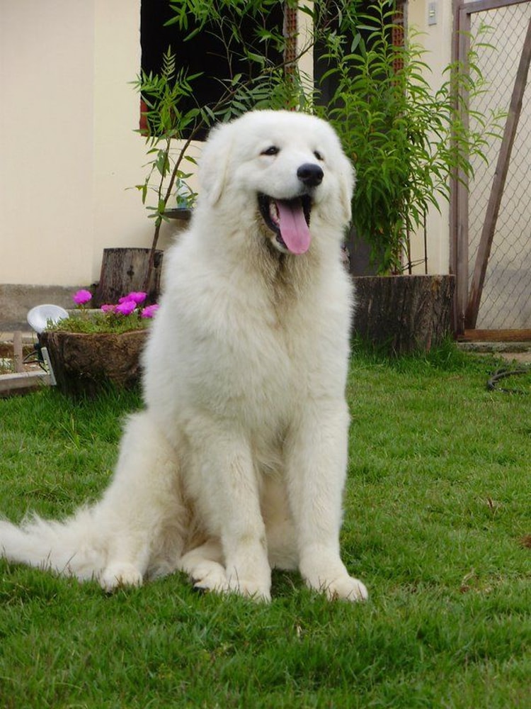 Kuvasz branco sentado na grama