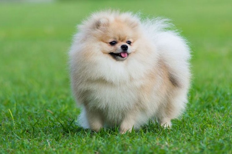 Quanto custa um Lulu da Pomerânia