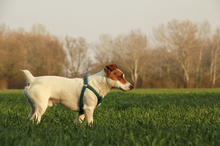 Jack Russel Terrier na grama