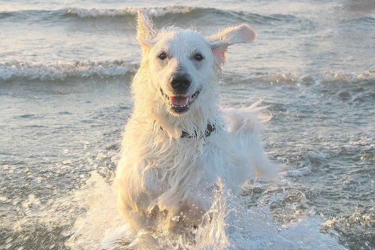 Kuvasz brincando na água