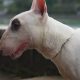 Rosto do Bull Terrier