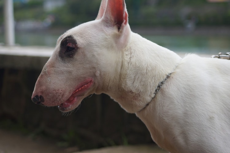 Rosto do Bull Terrier