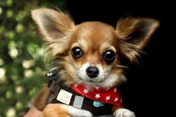 Rosto do Chihuahua
