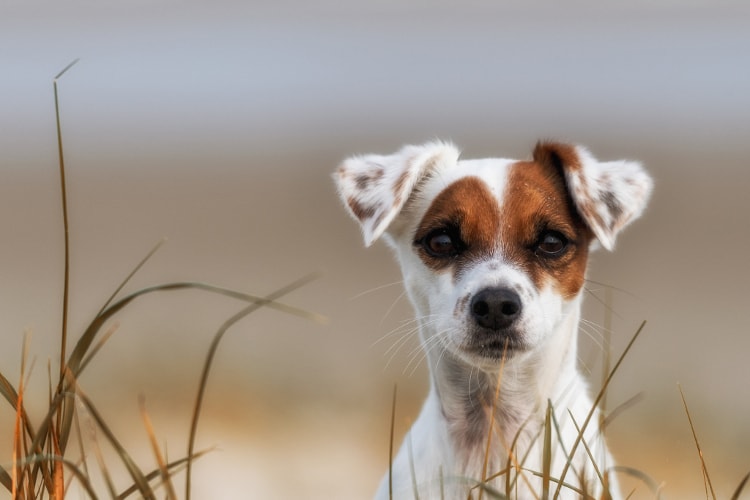 Rosto do Jack Russell