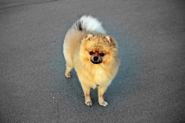 Spitz Alemão bege na rua