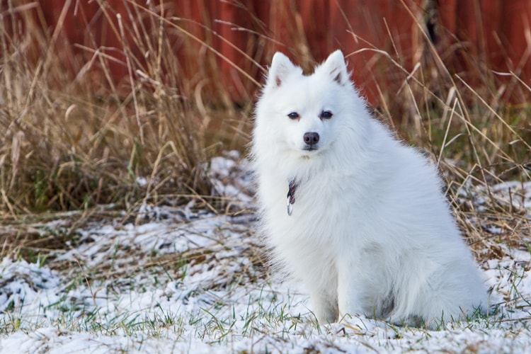 Spitz Alemão branco na neve