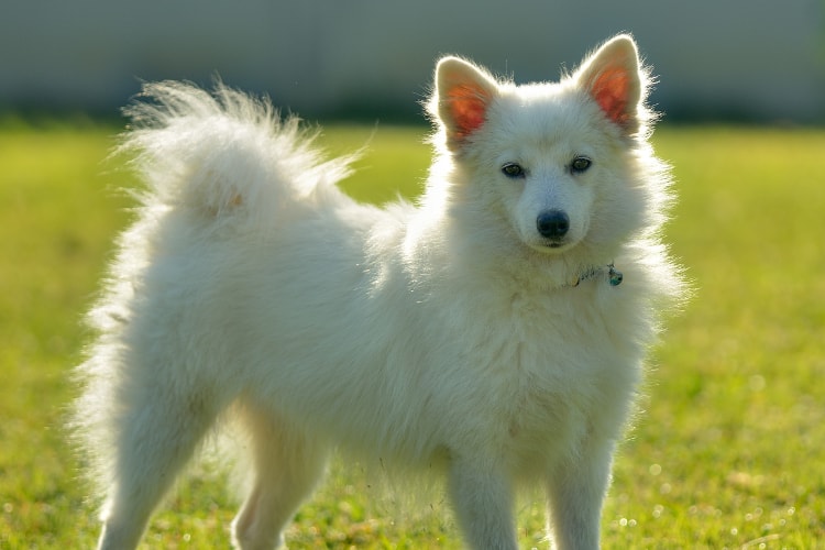 Spitz Alemão médio na grama