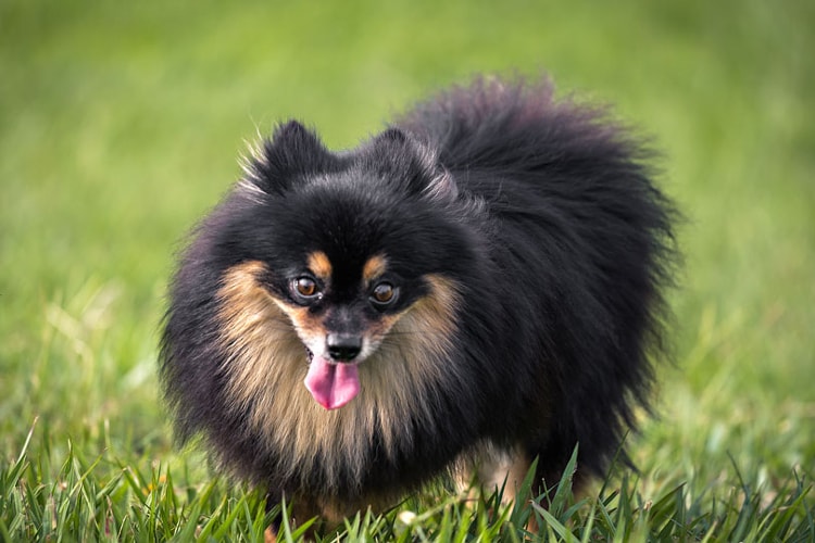 Spitz Alemão preto na grama