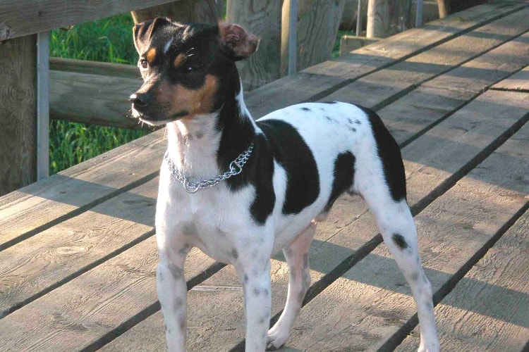 Terrier Brasileiro