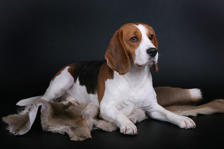 Beagle deitado