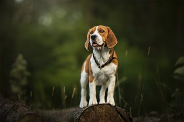 Beagle em pé
