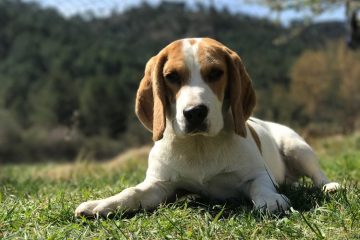 Beagle deitado na grama