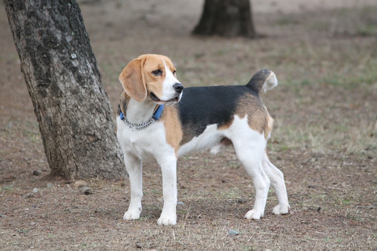 Beagle preto e marrom em pé