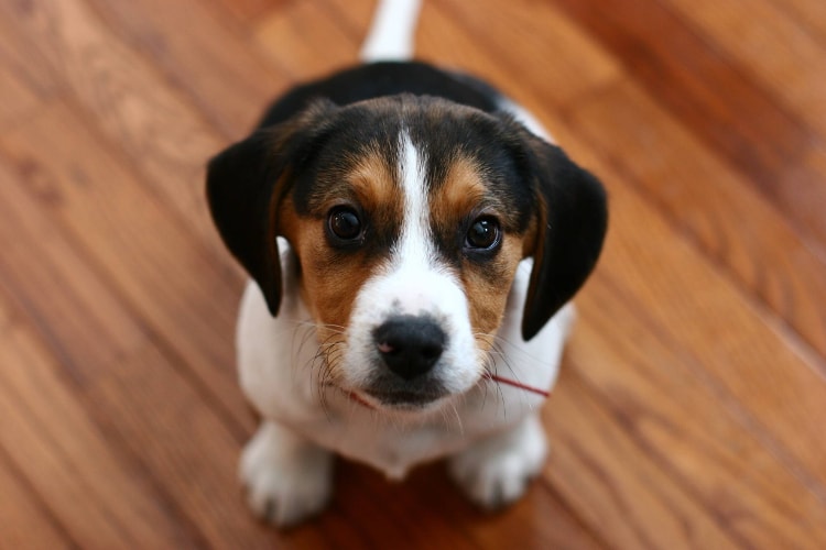 Beagle