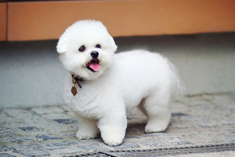 Bichon Frisé