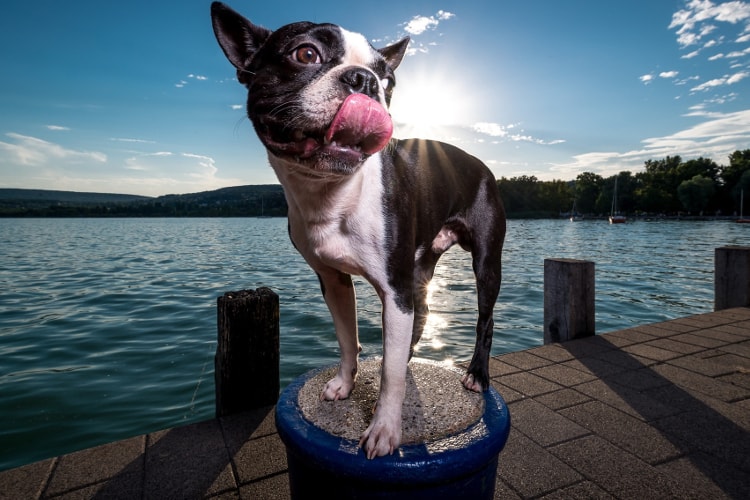 Boston Terrier