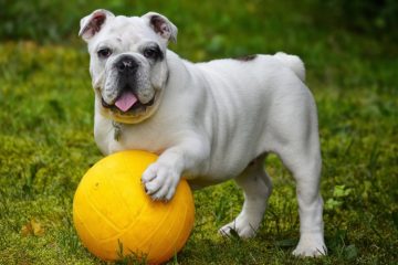 Bulldog Inglês e bola amarela