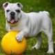 Bulldog Inglês e bola amarela