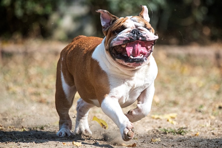 Bulldog Inglês correndo